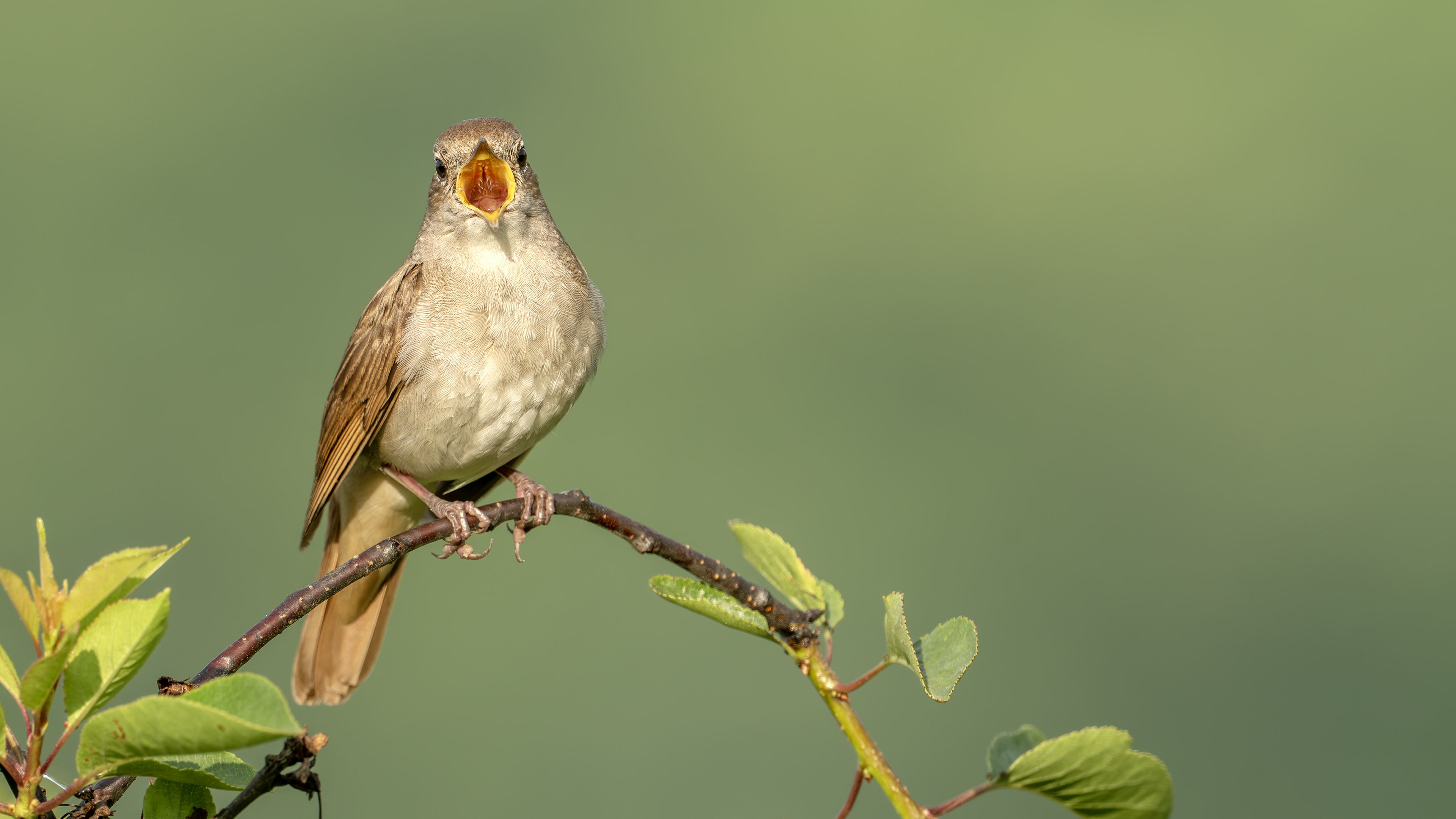 Common Nightingale